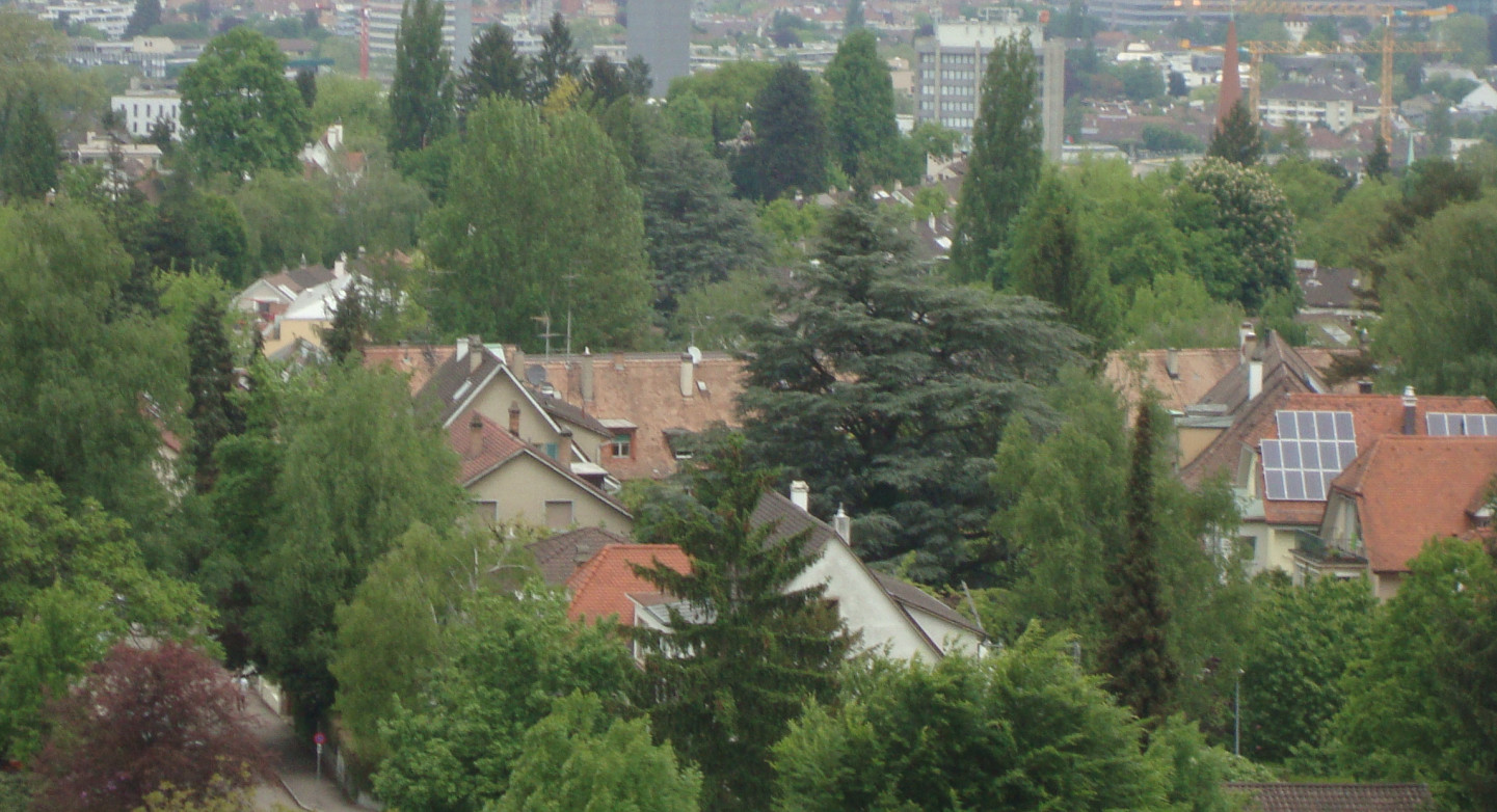 Bäume in Basel