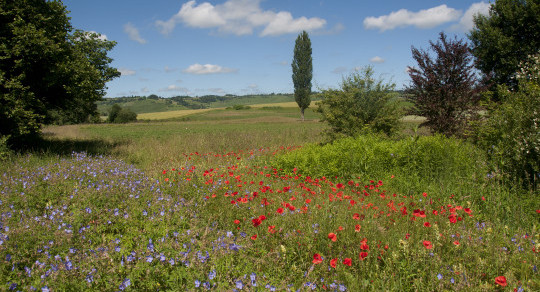 Klettgau – Agrarlandschaft im Zeichen der Biodiversität