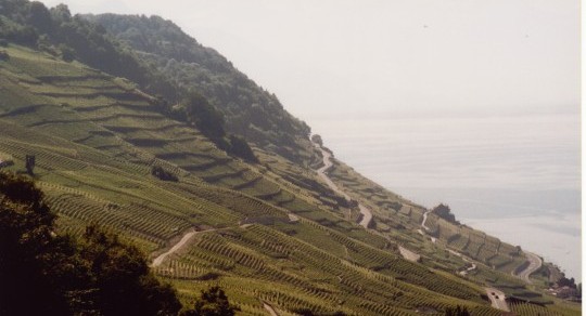 Vignobles de Lavaux: le paysage comme ressource