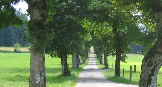 Etat des lieux et importance des allées et des paysages d'allées en Suisse