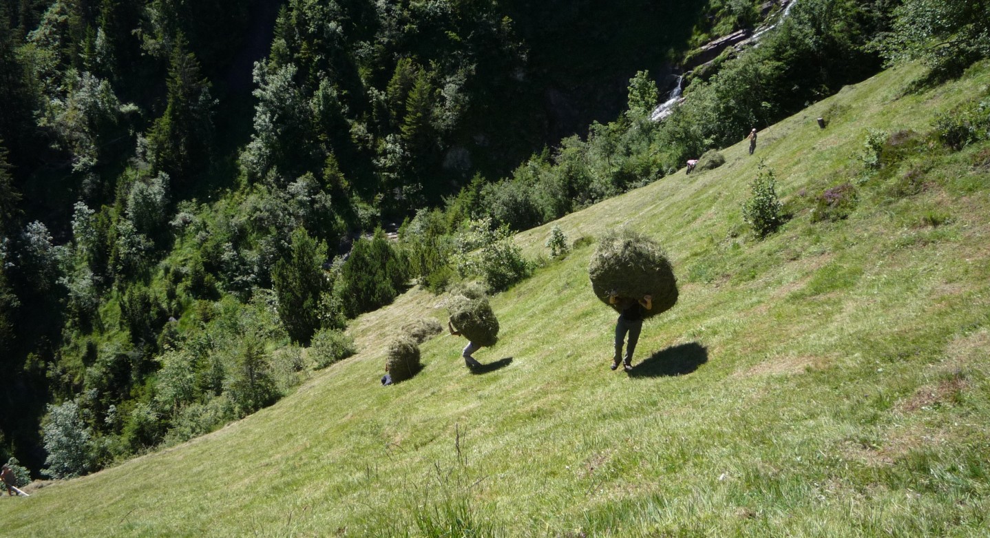 Faucheurs de foin sauvage au travail