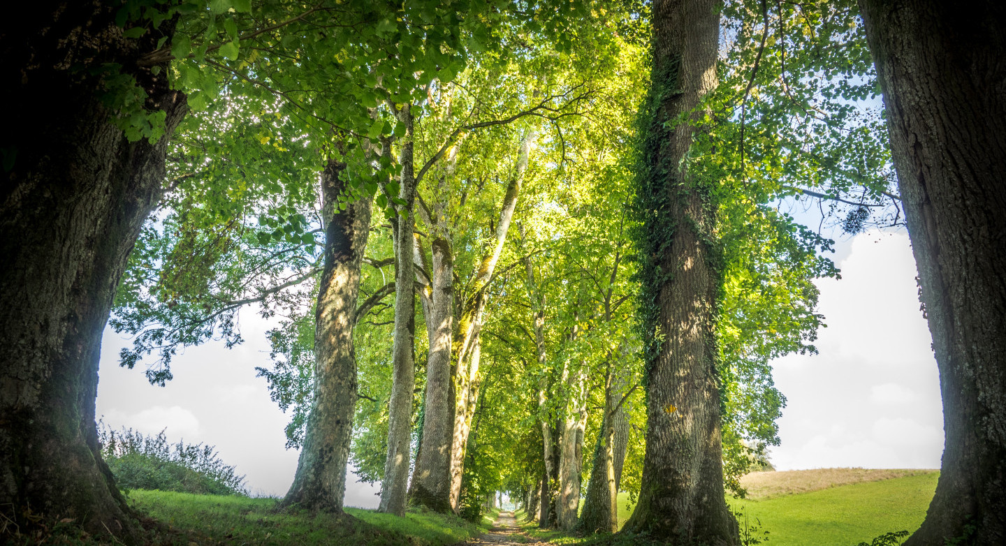 Allee, Foto: Pascal Gauch