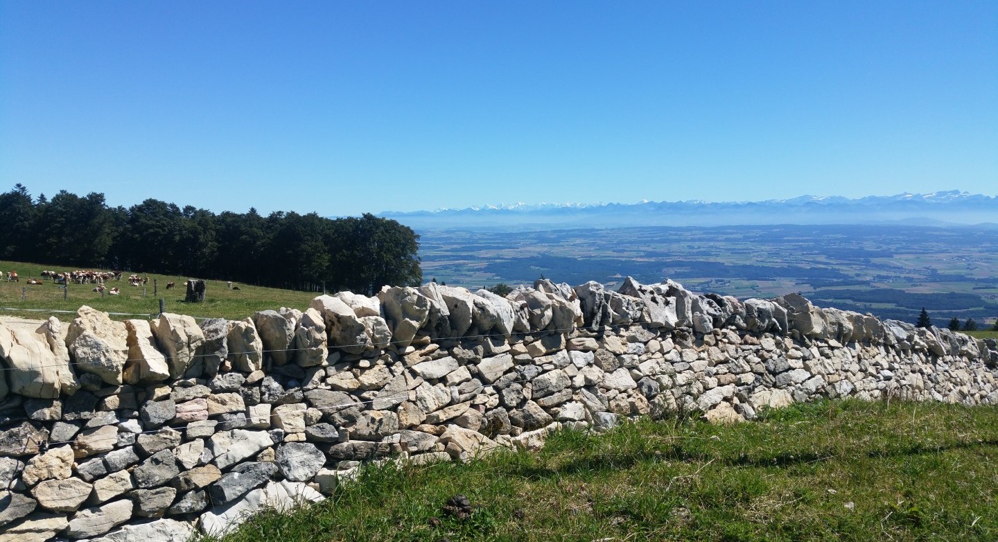 Eoliennes, quels impacts sur lʹavifaune et le paysage ? 